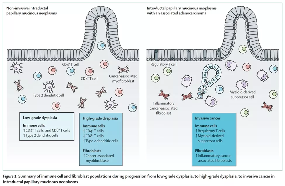 Summary of immune cell and fiberblast populations